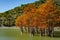 The magnificent autumn red and orange needles of the group of cypresses Taxodium distichum on the lake in Sukko