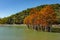 The magnificent autumn red and orange needles of the group of cypresses Taxodium distichum on the lake in Sukko