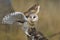 Magnificent Barn Owl perched on a stump in the forest (Tyto alba)