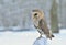 A magnificent Barn Owl (Tyto alba) perched on a wooden post with snow on a winters morning.