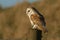A magnificent Barn Owl Tyto alba perched on a wooden post on a sunny winters morning.