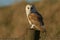 A magnificent Barn Owl Tyto alba perched on a wooden post on a sunny winters morning.