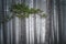 Magnificent beautiful pine forest in fog stunning landscape