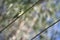 A magnificent bee eater perched on a power line and looks around. The bird has a long tail colorful feather and beautiful eyes