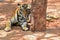 Magnificent bengal tiger, Thailand, cat lion asia