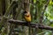 Magnificent bird-of-paradise in Arfak mountains in West Papua