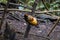 Magnificent bird-of-paradise in Arfak mountains in West Papua