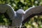 Magnificent bird of prey choking swallowing small bird. African