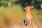 Magnificent bird with a tuft on his head and colorful plumage