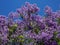 Magnificent blooming Jacaranda tree on Tenerife