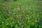 A magnificent blooming lawn blooms with meadow flowers in the recreation area of Berliners. Berlin, Germany