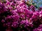 Magnificent blooming pink morning glory bush