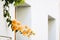 Magnificent bougainvillea climbing plant in an alley