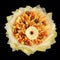 Magnificent bouquet made from different varieties of cheese as a gift isolated on a black background