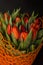 Magnificent bouquet of tulips on a dark background