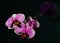 A magnificent branch of an orchid with large flowers blossomed i