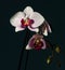 A magnificent branch of an orchid with large flowers blossomed i