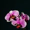 A magnificent branch of an orchid with large flowers blossomed i