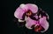 A magnificent branch of an orchid with large flowers blossomed i