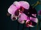 A magnificent branch of an orchid with large flowers blossomed i