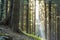 Magnificent breathtaking peaceful Carpathian pine forest growing