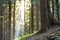 Magnificent breathtaking peaceful Carpathian pine forest growing