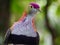 Magnificent breathtaking Superb Fruit-Dove.