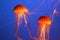 Magnificent bright exotic jellyfishes