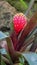 Magnificent bromelia flower