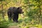 Magnificent brown bear male going between trees on meadow