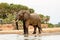 Magnificent Bull elephant at the water`s edge