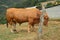 Magnificent Bull Grazing In Rebedul Meadows In Lugo. Animal Landscapes Nature.