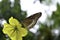 Magnificent Butterfly on a yellow flower