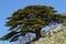 A magnificent Cedar of Lebanon tree in the Shouf Biosphere Reserve mountains, Lebanon