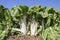 Magnificent chard plants at organic farm