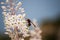 magnificent close-up of wasp sitting on beautiful white flower