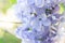 Magnificent closeup of a fragrant periwinkle or lavender California Lilac