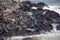 The magnificent colony Brown fur seal, Arctocephalus pusillus, Cape cross, Namibia