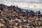 The magnificent colony Brown fur seal, Arctocephalus pusillus, Cape cross, Namibia