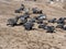 The magnificent colony Brown fur seal, Arctocephalus pusillus, Cape cross, Namibia