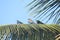 A magnificent colorful bird sat on a coconut tree. Amazing color of the bird mesmerized me as well caught my attention.