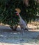 The Magnificent Crowned Crane. A Regal Bird of the Grasslands