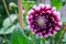 Magnificent dahlia flowers in the summer garden. Macro photography of nature