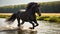magnificent dark horse runs river in nature equine water