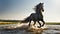 magnificent dark horse runs river in nature equine water stallion