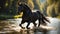 magnificent dark horse runs river in nature equine water stallion mammal