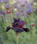 Magnificent Dark Purple Bearded Iris Flower