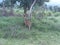 Magnificent deer herd. Pic of bandipur national park