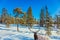 Magnificent deer resting in winter forest