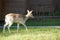 A magnificent deer which walks only. Family park, near Poitiers in France.